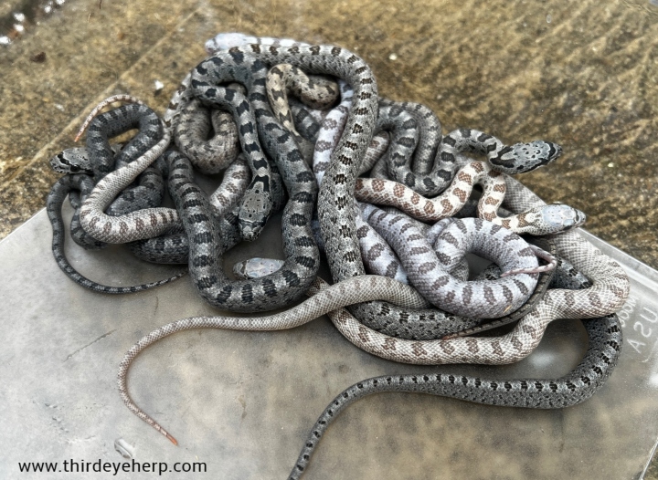 Baird's Rat Snakes